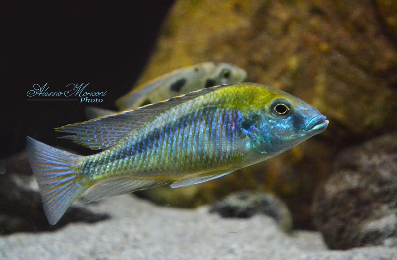 Mylochromis plagiotaenia 'Mvunguti'